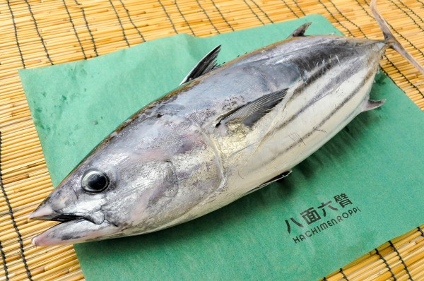迷いカツオ