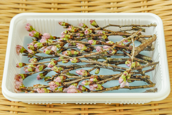 徳島敬翁桜