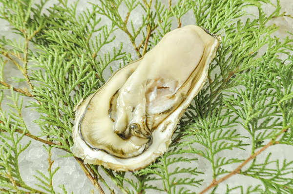 仙鳳趾産「養殖真牡蠣」