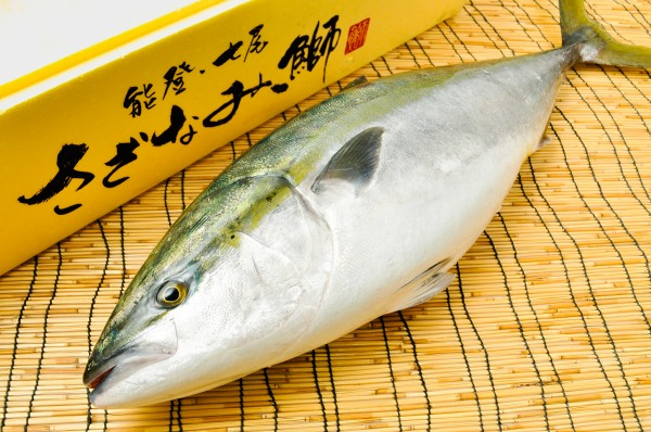 さざなみ鰤