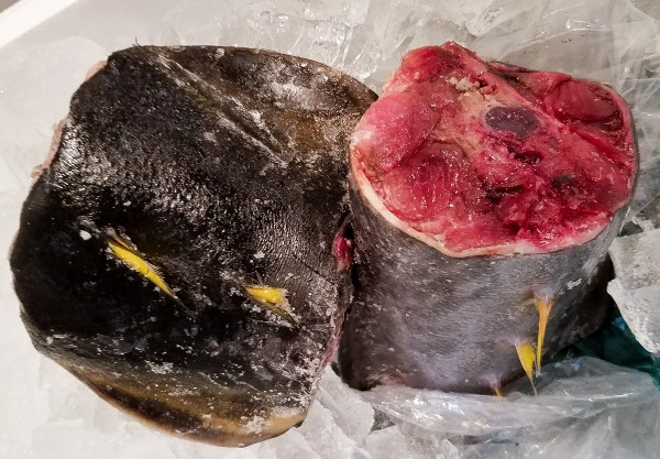 養殖本鮪テール