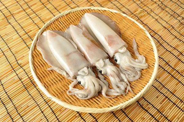 アオリイカ 八面六臂