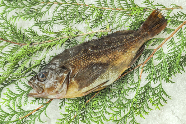 エゾメバル 八面六臂