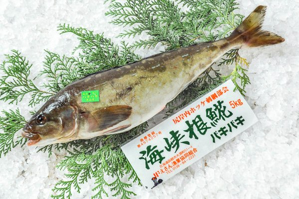 根ホッケ