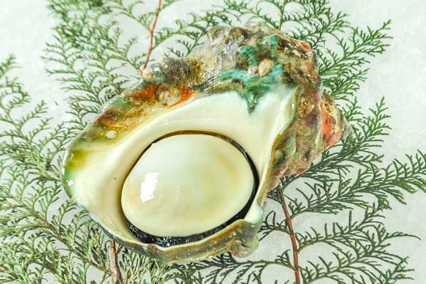 貝 夜光貝 天然物 沖縄県産 大型