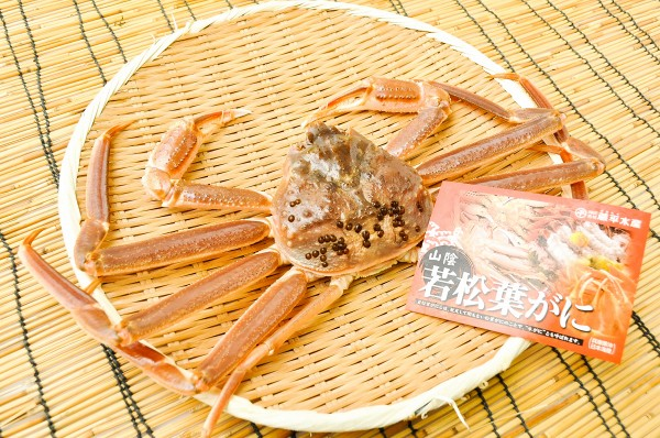 活若松葉ガニ