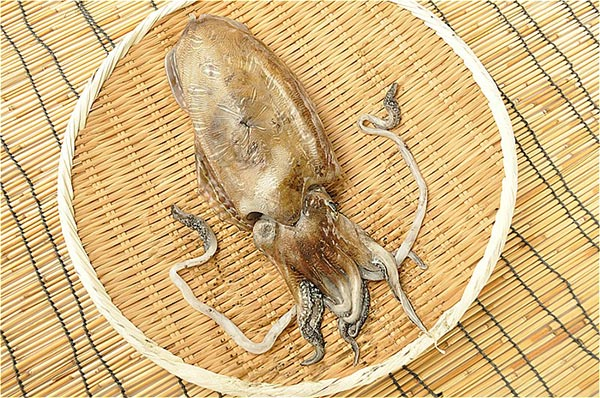 カミナリイカ モンゴウイカ 八面六臂
