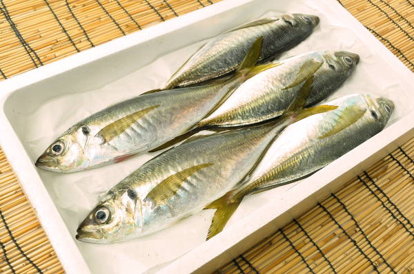 泉佐野産 裕太朗アジ