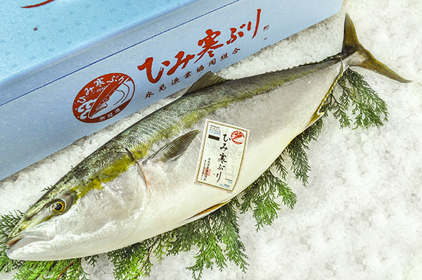 ひみ寒ぶり