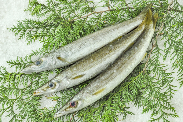 カマス