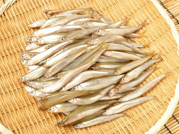 チカ 八面六臂