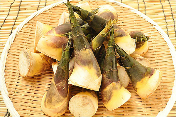 緑竹