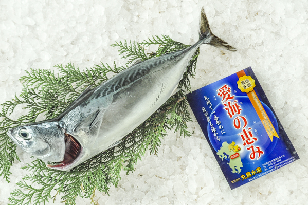 首折れヒラソウダガツオ