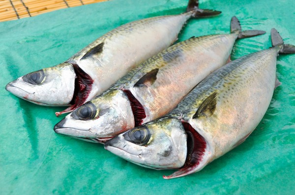 首折れマサバ（養殖）