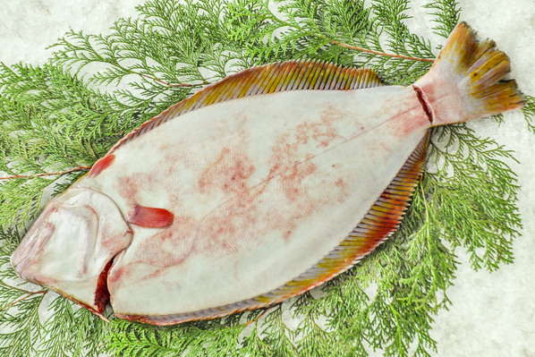 活〆天然ヒラメ（一山水産）