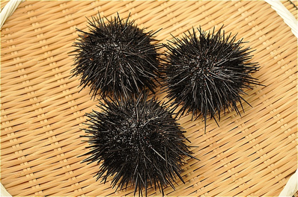 殻付きムラサキウニ 八面六臂 殻付きムラサキウニ 八面六臂