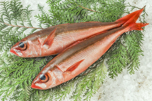 ハチビキ アカサバ 八面六臂 ハチビキ アカサバ 八面六臂