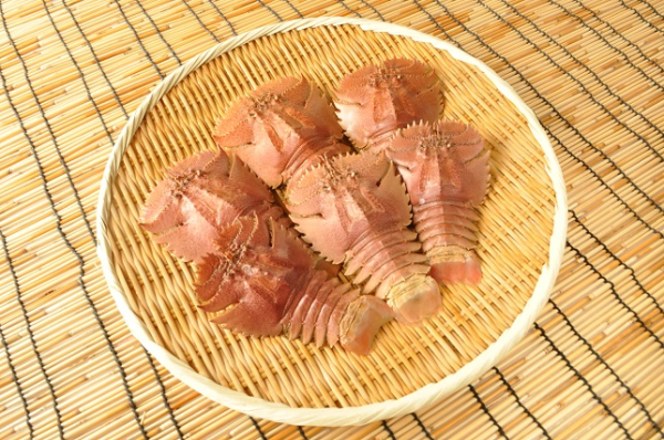 ウチワエビ 八面六臂 ウチワエビ 八面六臂