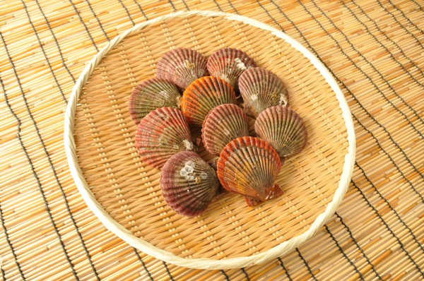 ヒオウギ貝 八面六臂 ヒオウギ貝 八面六臂