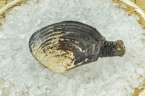 本ミル貝 八面六臂 本ミル貝 八面六臂