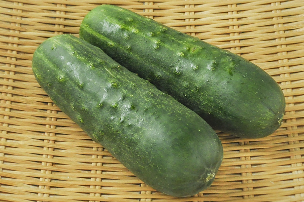 加賀太きゅうり(加賀野菜)(S・M)