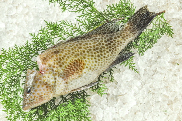 アズキハタ 釣物 八面六臂 アズキハタ 釣物 八面六臂