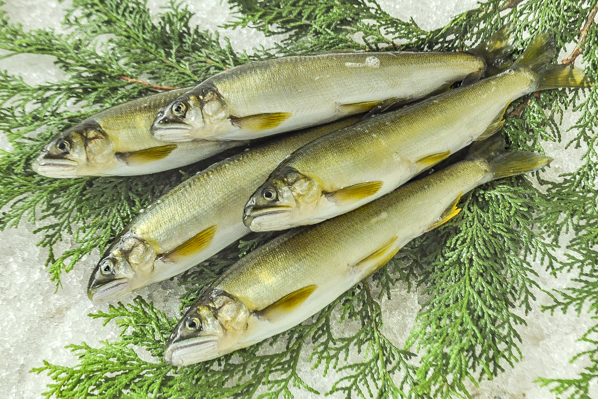 養殖すだちアユ 八面六臂 養殖すだちアユ 八面六臂