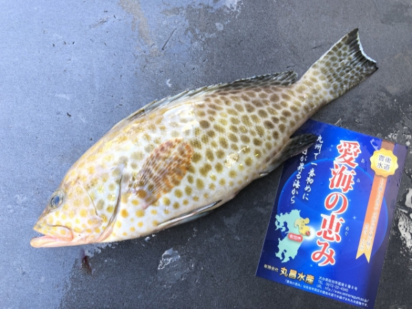 活〆神経抜きカンモンハタ 八面六臂 活〆神経抜きカンモンハタ 八面六臂