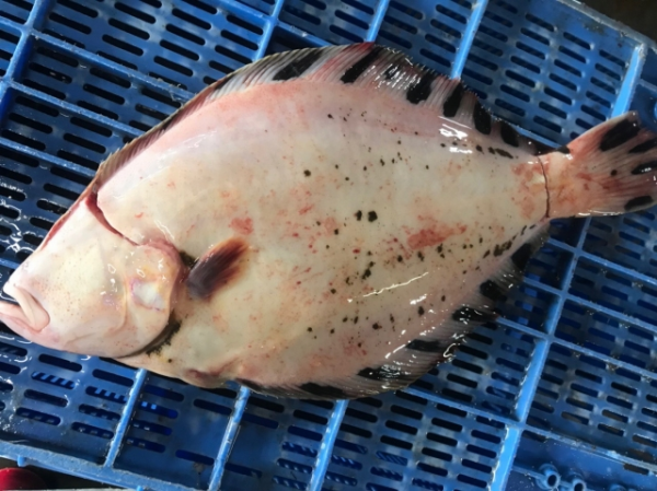 活〆神経抜きマツカワガレイ 八面六臂 活〆神経抜きマツカワガレイ 八面六臂