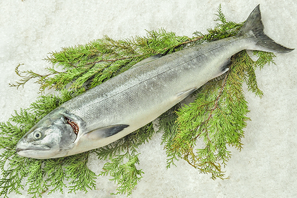 秋鮭 オス 定置網 八面六臂 秋鮭 オス 定置網 八面六臂