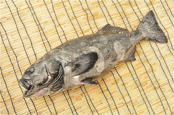 アブラボウズ 八面六臂 アブラボウズ 八面六臂