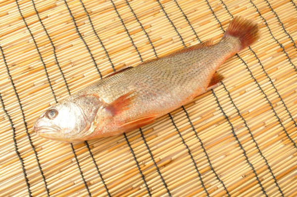 活〆ニベ 八面六臂 活〆ニベ 八面六臂