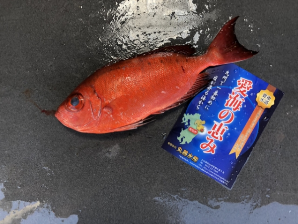 チカメキントキ 底曳網 八面六臂 チカメキントキ 底曳網 八面六臂