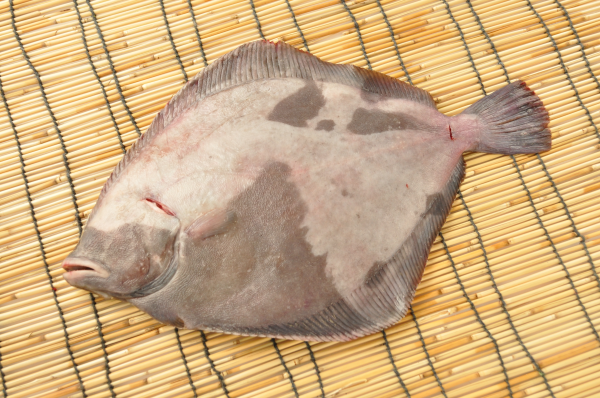 サメガレイ 八面六臂 サメガレイ 八面六臂