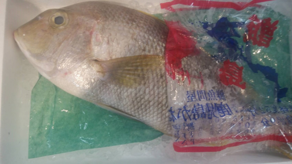 メイチダイ 八面六臂 メイチダイ 八面六臂