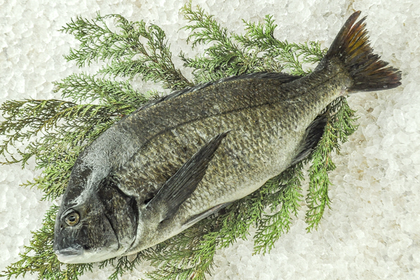 クロダイ 八面六臂 クロダイ 八面六臂