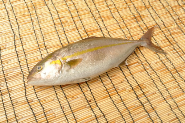 活〆カンパチ 釣物 八面六臂 活〆カンパチ 釣物 八面六臂
