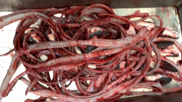 生ウナギ 骨 頭 八面六臂 生ウナギ 骨 頭 八面六臂