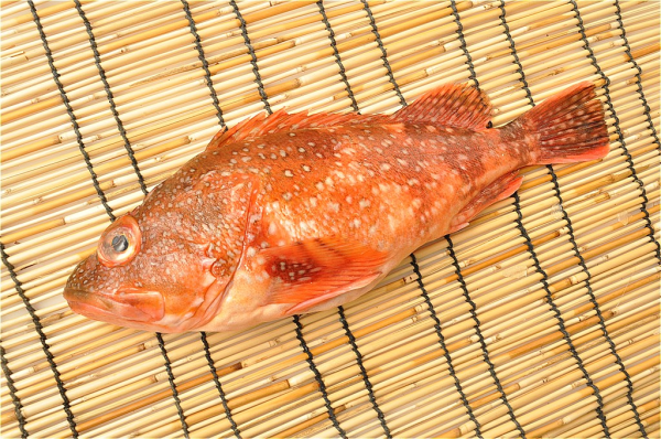 カサゴ 八面六臂 カサゴ 八面六臂