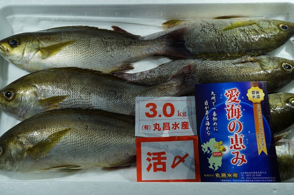 活〆イサキ 八面六臂 活〆イサキ 八面六臂