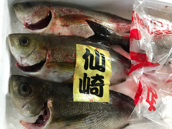 首折れイサキ 八面六臂 首折れイサキ 八面六臂