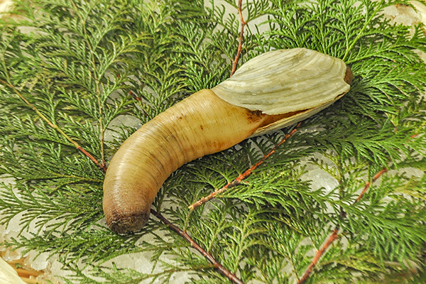 白ミル貝 八面六臂 白ミル貝 八面六臂