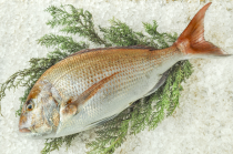 メイチダイ 八面六臂 メイチダイ 八面六臂