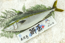 養殖ヒラマサ 八面六臂 養殖ヒラマサ 八面六臂