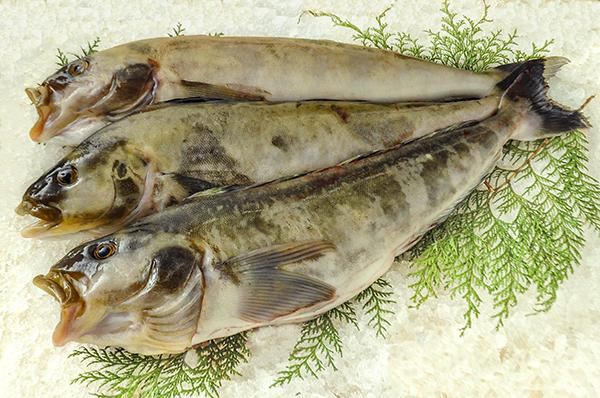 真ホッケ 刺網 八面六臂 真ホッケ 刺網 八面六臂