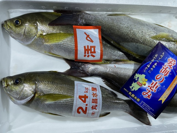 活〆イサキ 八面六臂 活〆イサキ 八面六臂