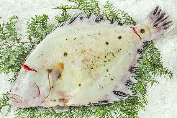 活〆マツカワガレイ 八面六臂 活〆マツカワガレイ 八面六臂