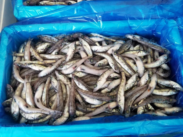 メヒカリ 八面六臂 メヒカリ 八面六臂