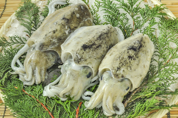 スミイカ 八面六臂 スミイカ 八面六臂