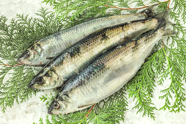 ニシン 八面六臂 ニシン 八面六臂